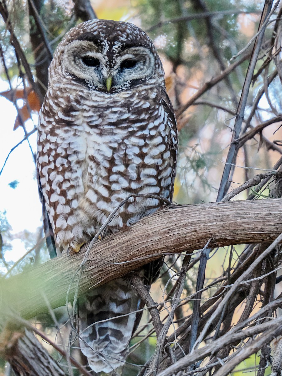 Spotted Owl (Mexican) - ML646770024