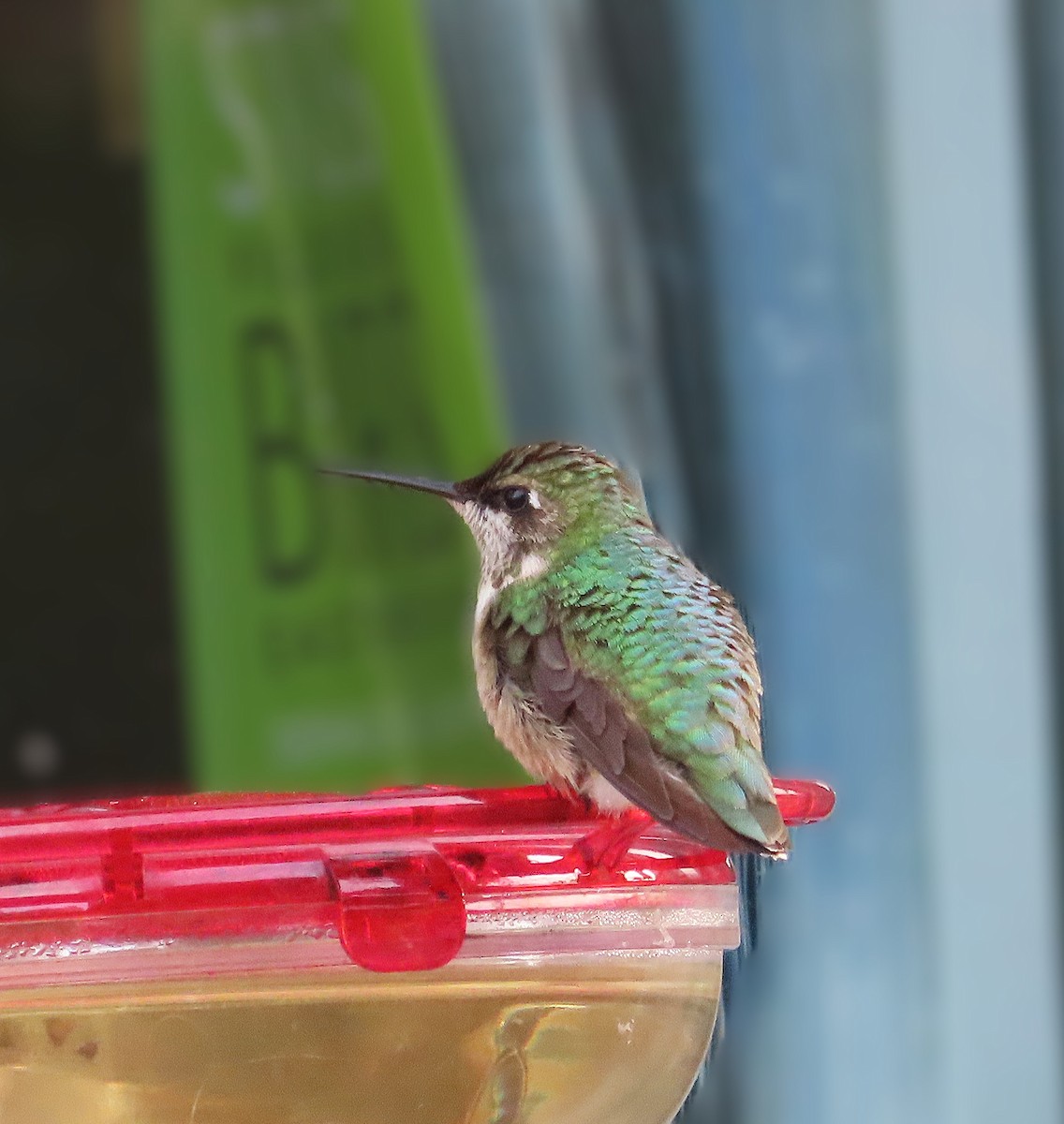 Рубиновогорлый колибри - ML646770025