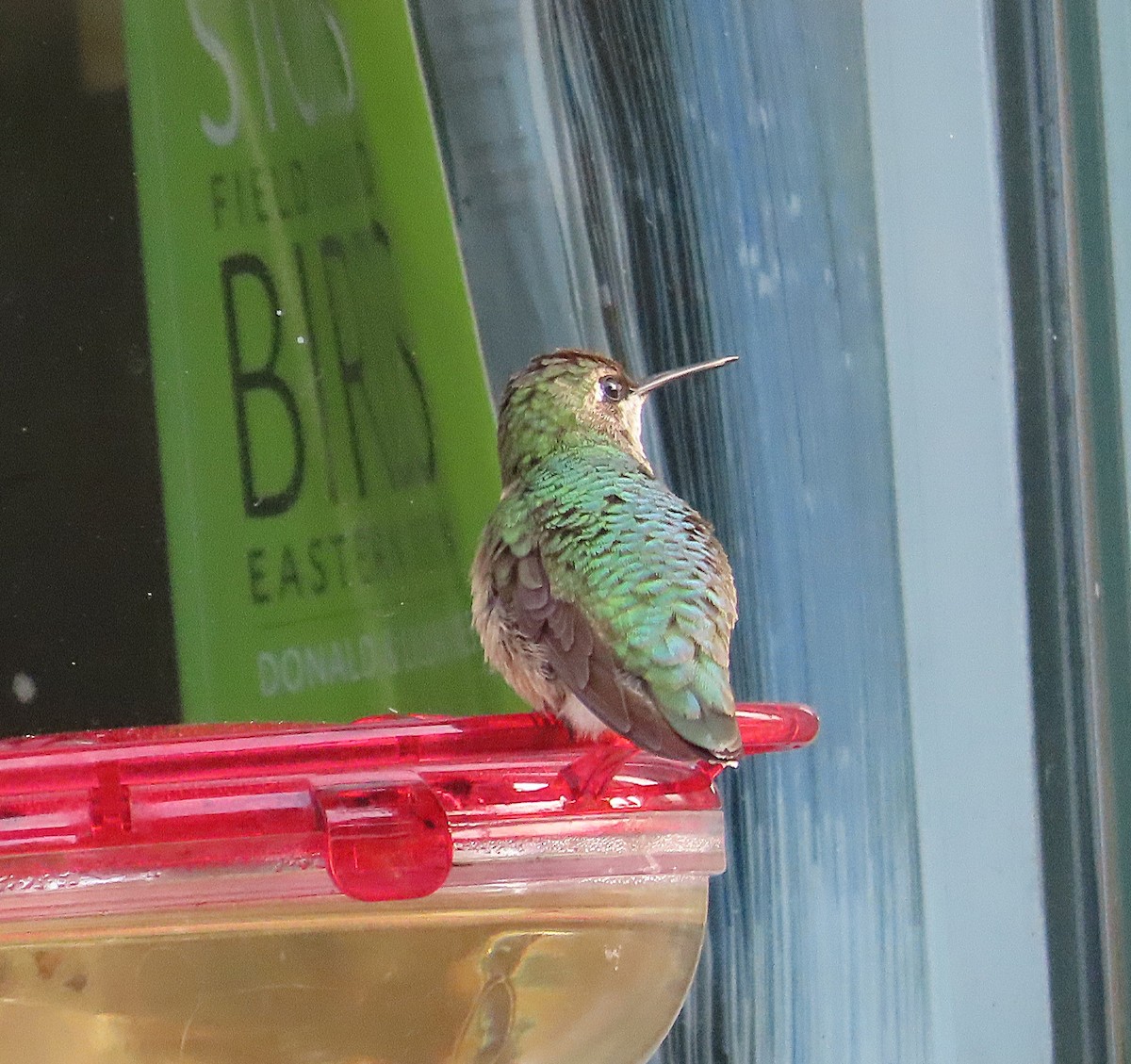 Рубиновогорлый колибри - ML646770026