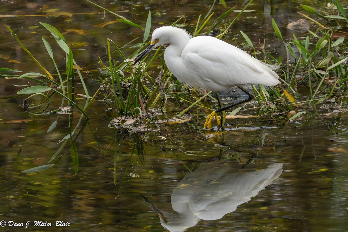 volavka bělostná - ML646770030