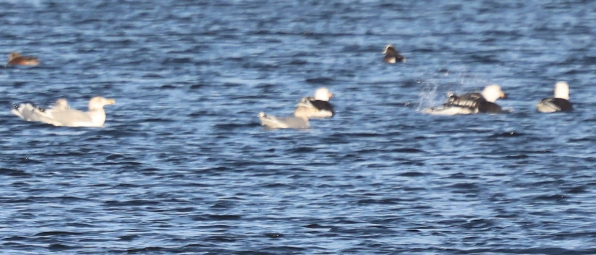 Great Black-backed Gull - ML646770031