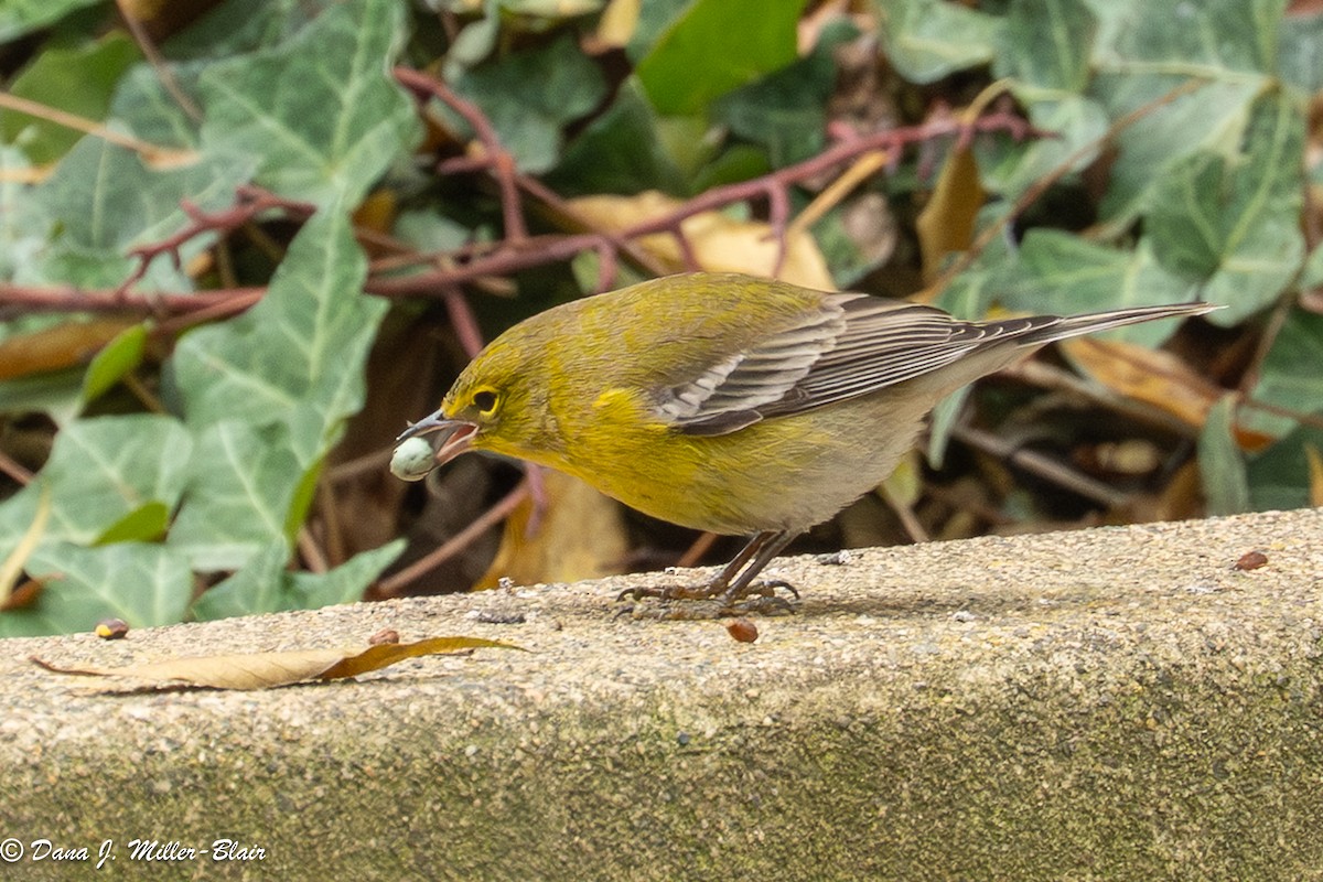 lesňáček borovicový - ML646770033