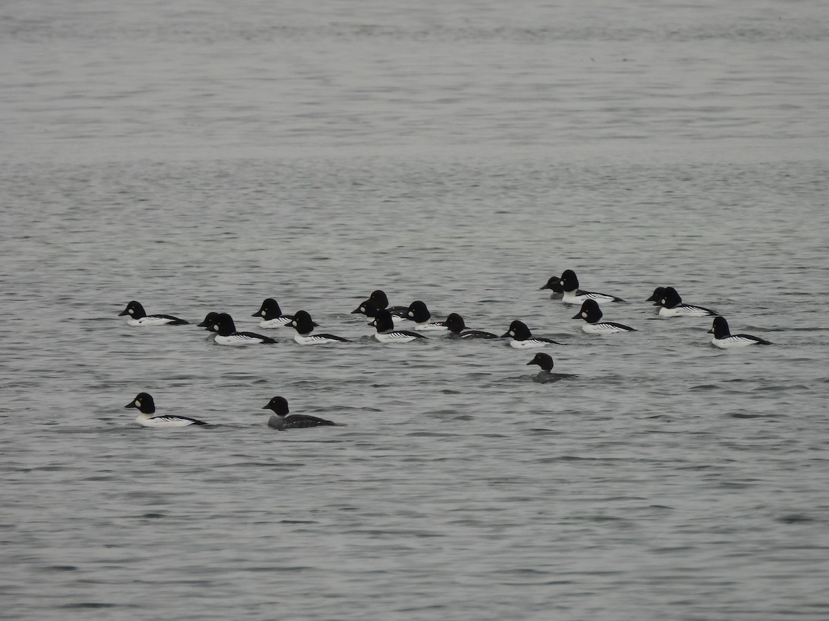 Алаг шунгаач - ML646770034