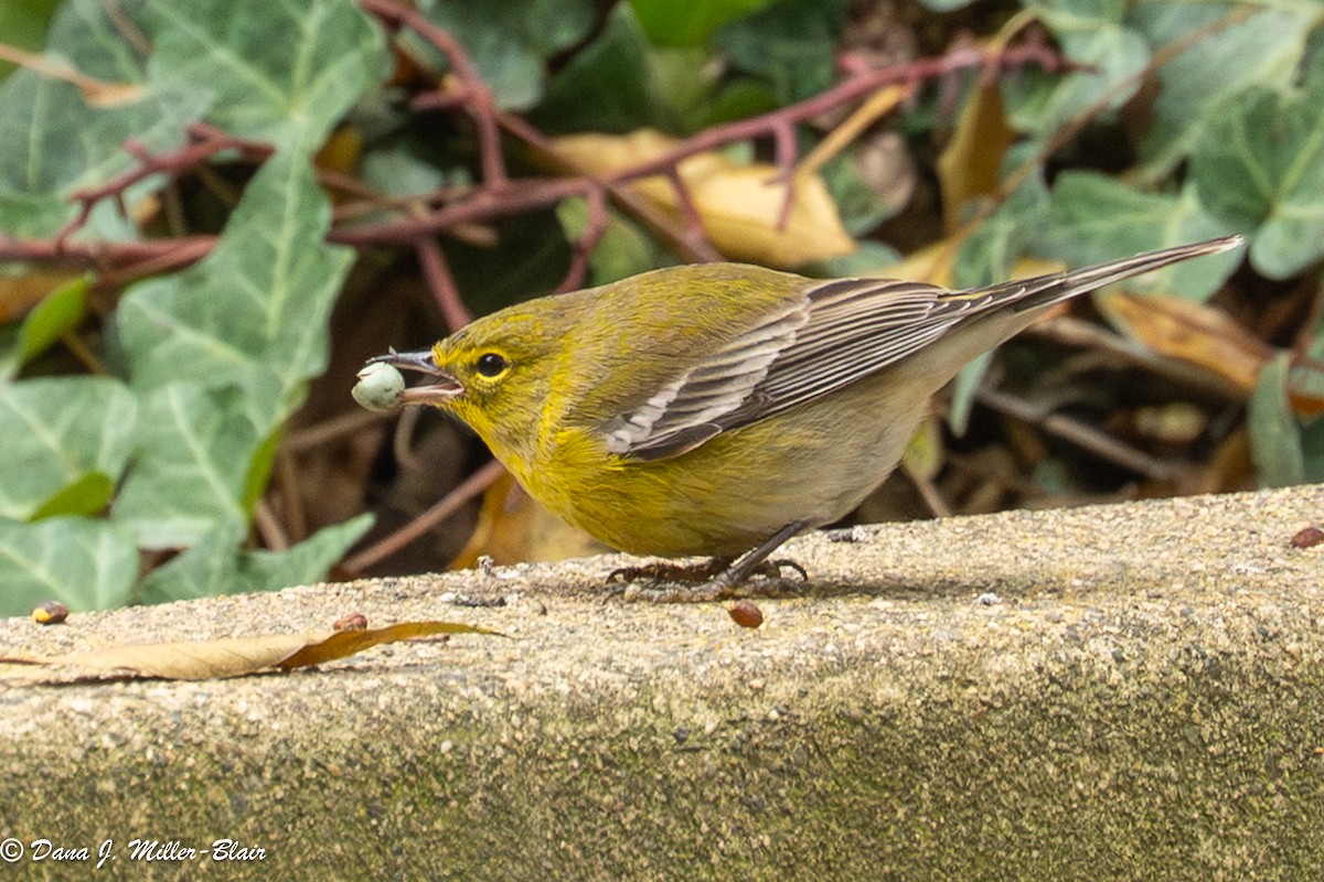 lesňáček borovicový - ML646770035