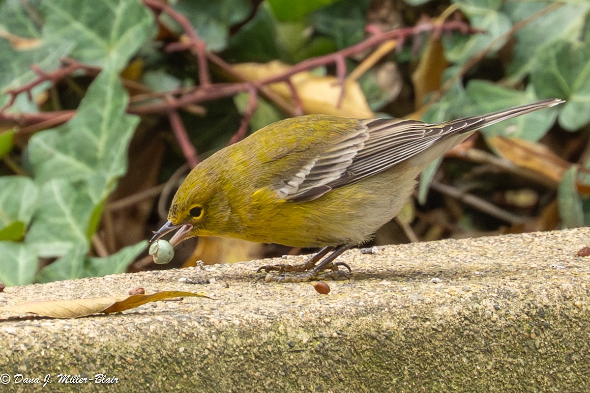 lesňáček borovicový - ML646770037