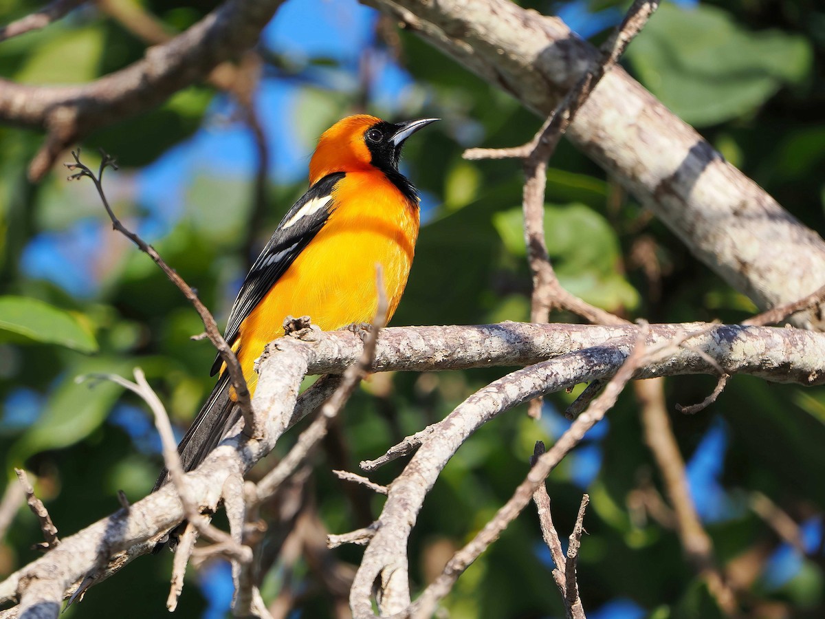 Hooded Oriole - ML646770038