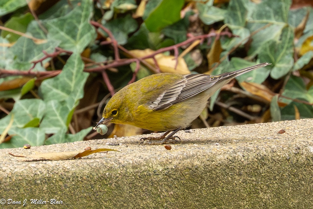 lesňáček borovicový - ML646770040