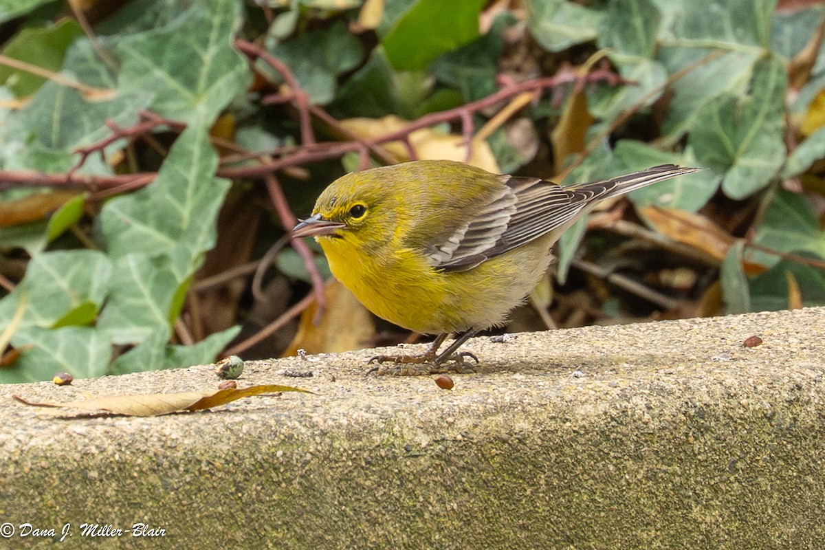 lesňáček borovicový - ML646770041