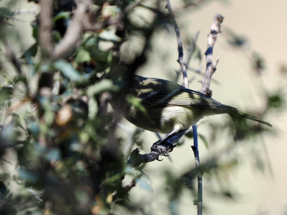 Hutton's Vireo - ML646770051