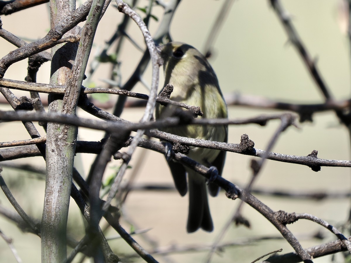 Hutton's Vireo - ML646770052