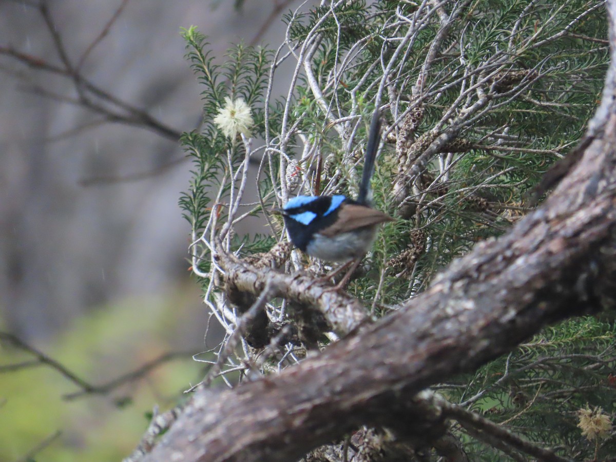 ルリオーストラリアムシクイ - ML646770055