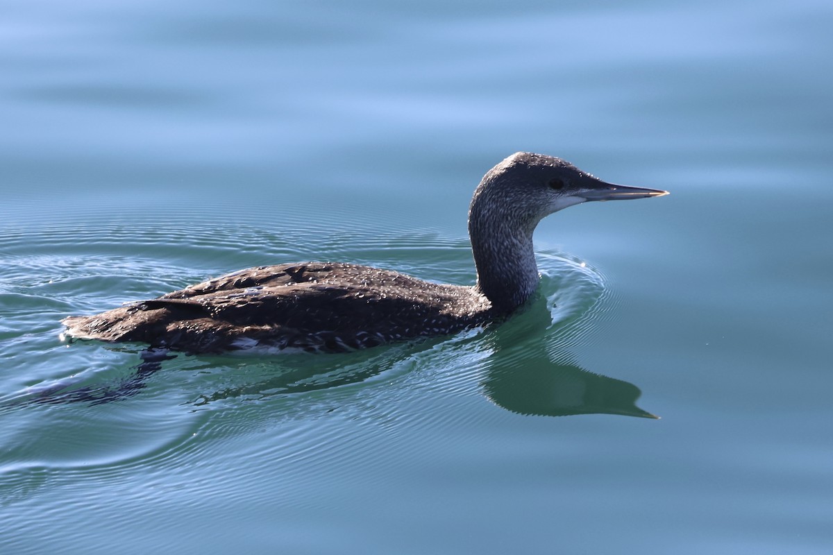 Sterntaucher - ML646770056