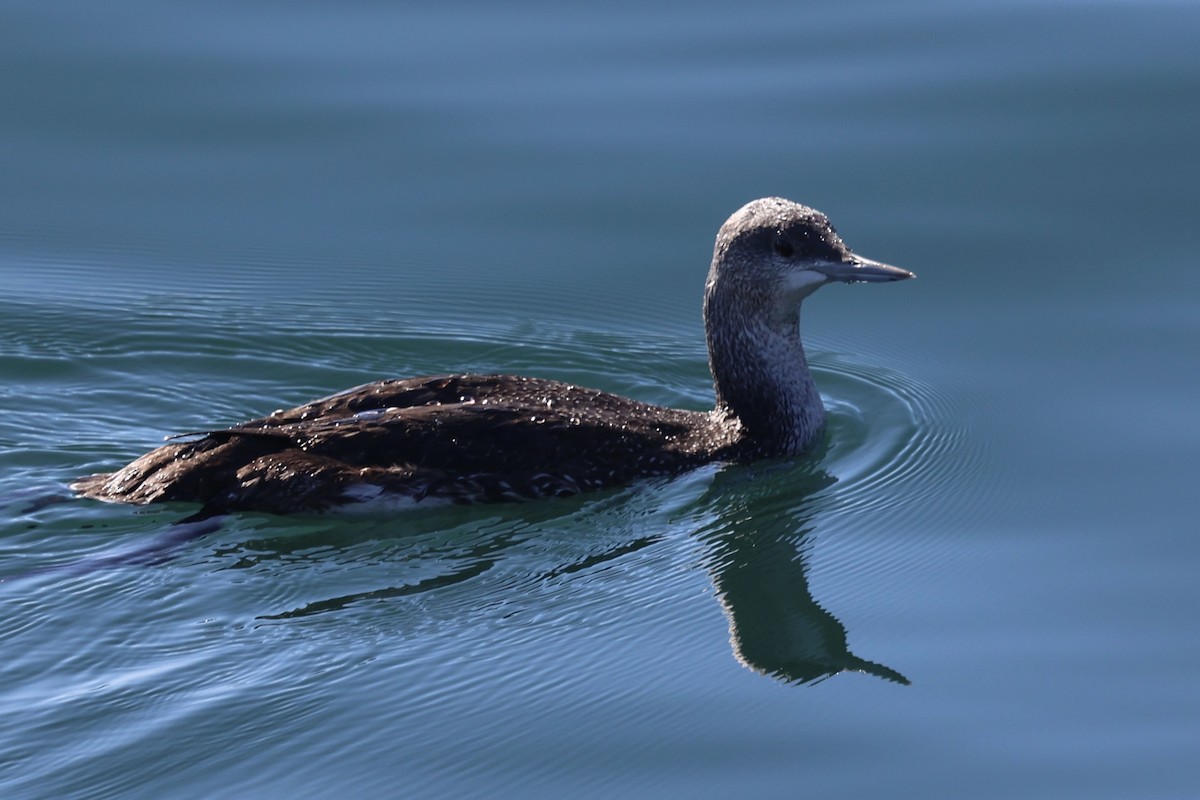 Sterntaucher - ML646770057