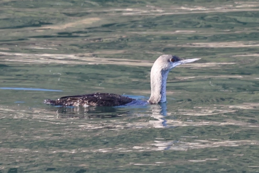 Sterntaucher - ML646770058