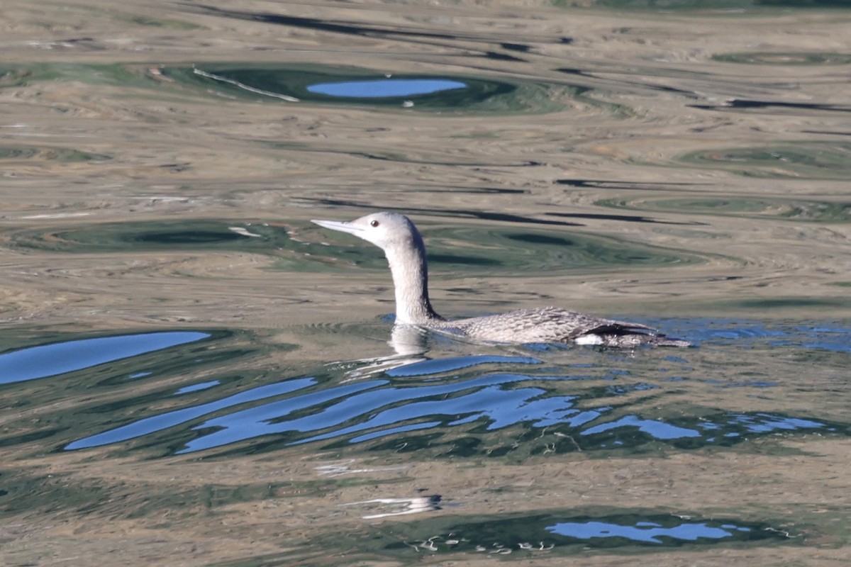 Sterntaucher - ML646770059