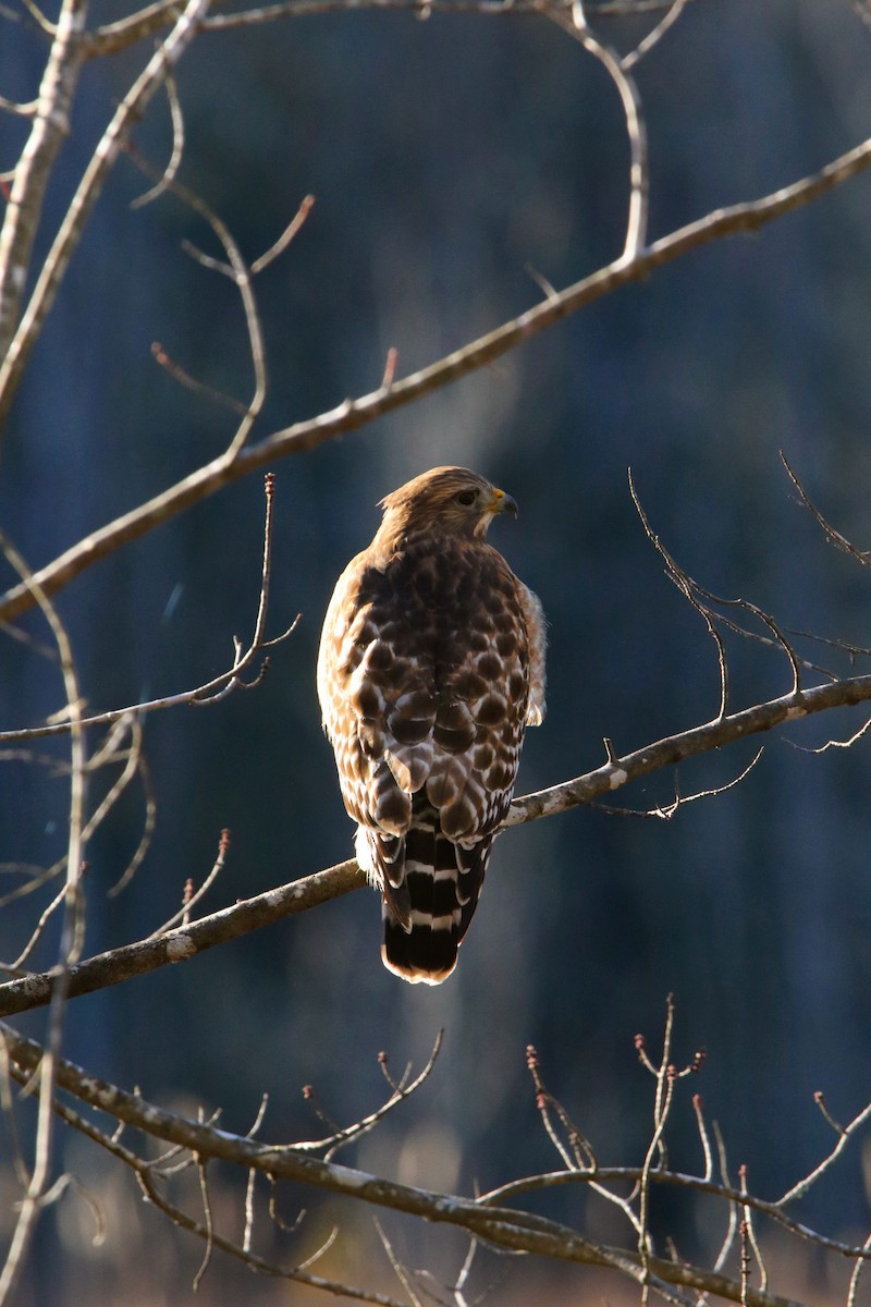 Red-shouldered Hawk - ML646770060