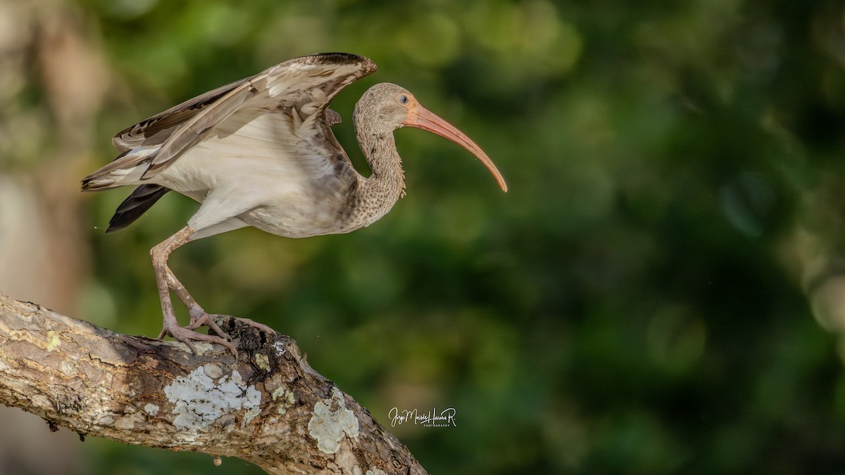 Schneesichler - ML646770061