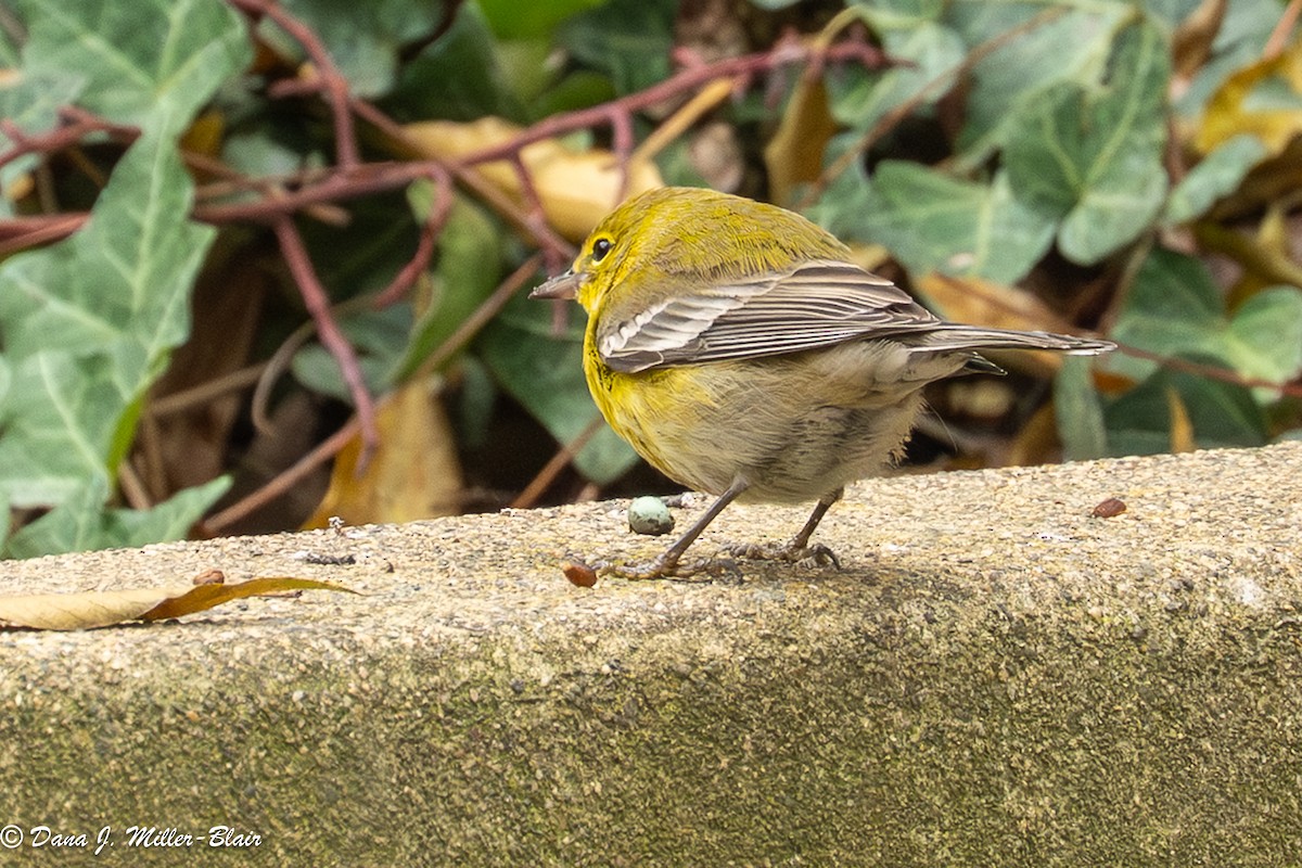 lesňáček borovicový - ML646770062