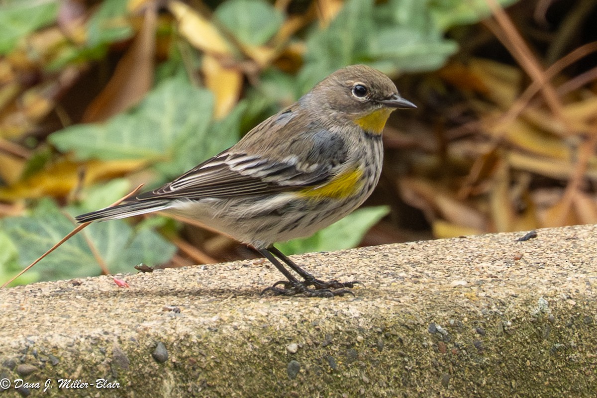 lesňáček žlutoskvrnný (ssp. auduboni) - ML646770063