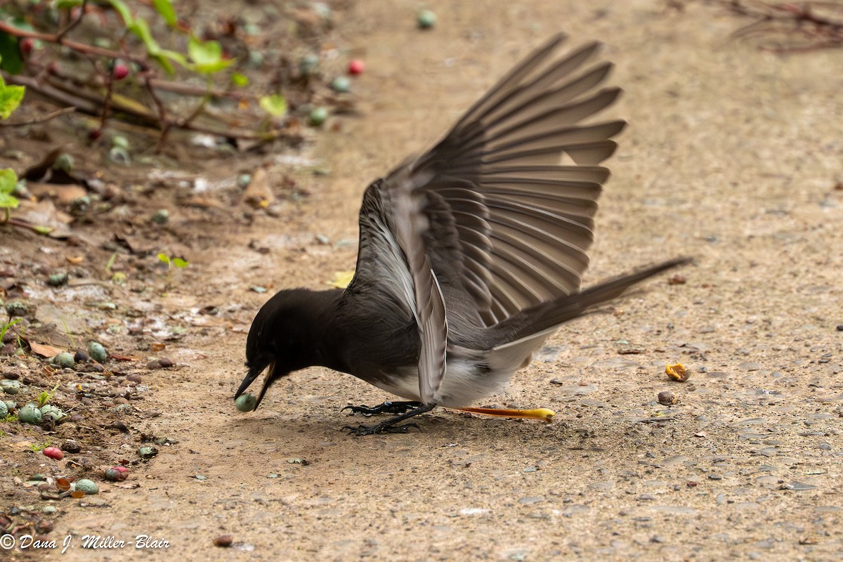 Black Phoebe - ML646770064