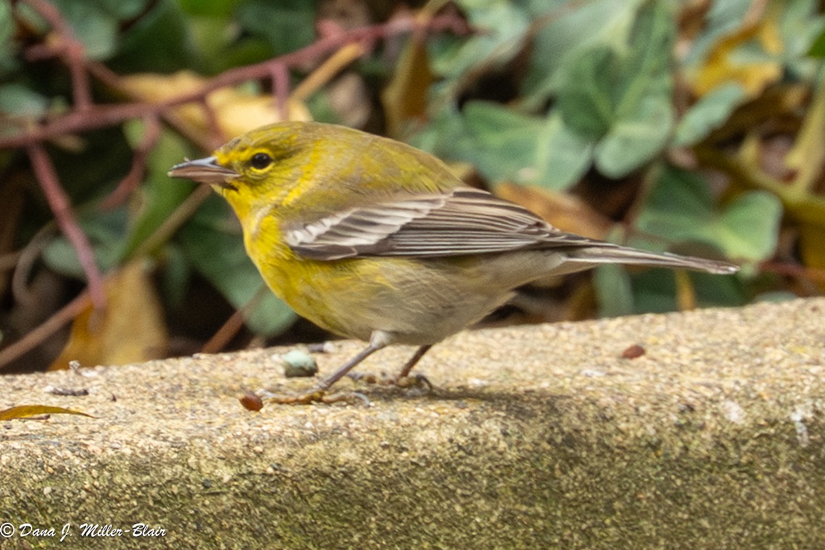 lesňáček borovicový - ML646770065