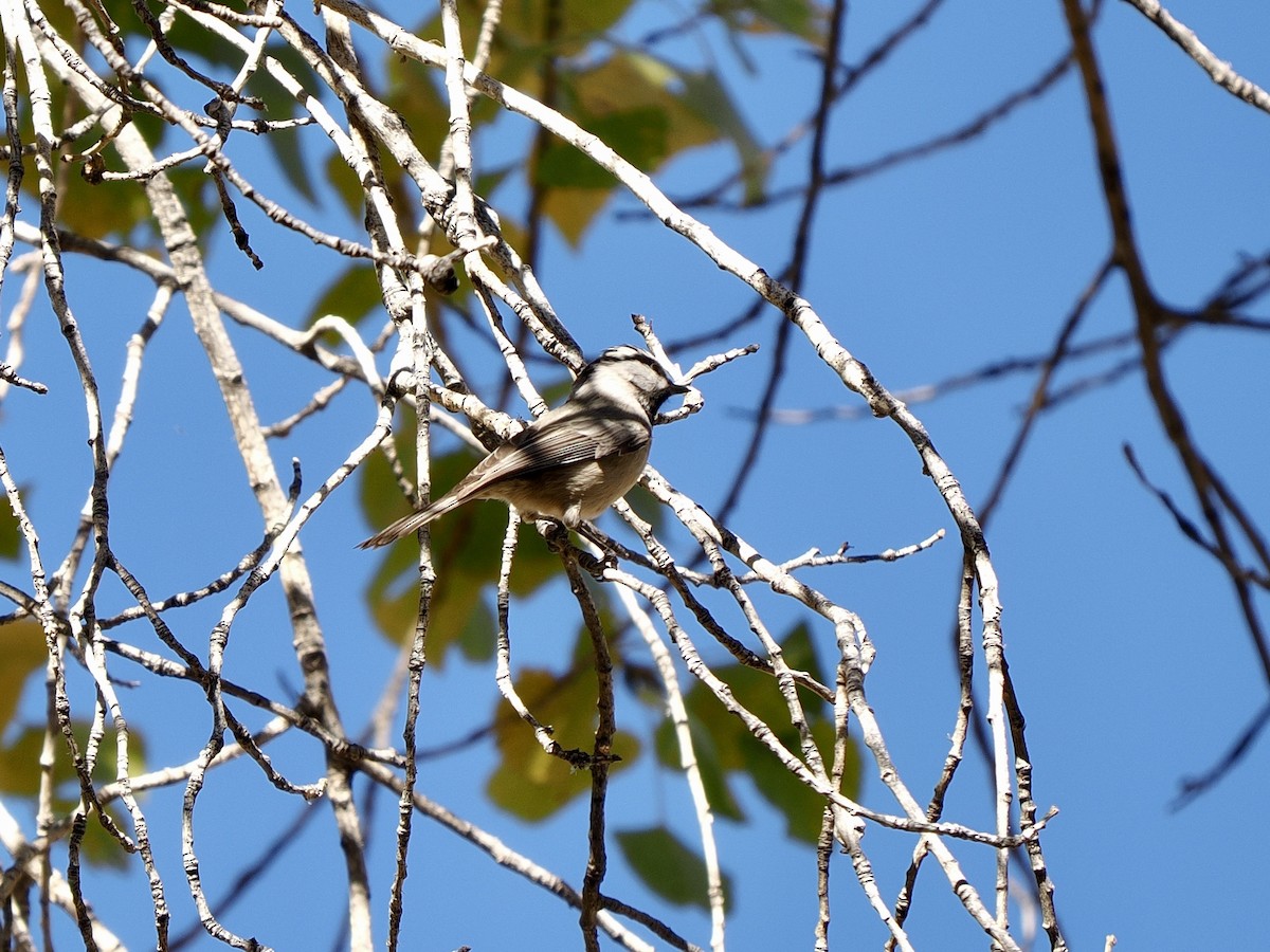 Mountain Chickadee - ML646770066