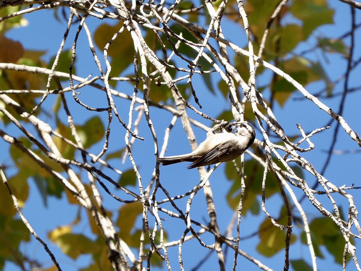 Mountain Chickadee - ML646770067