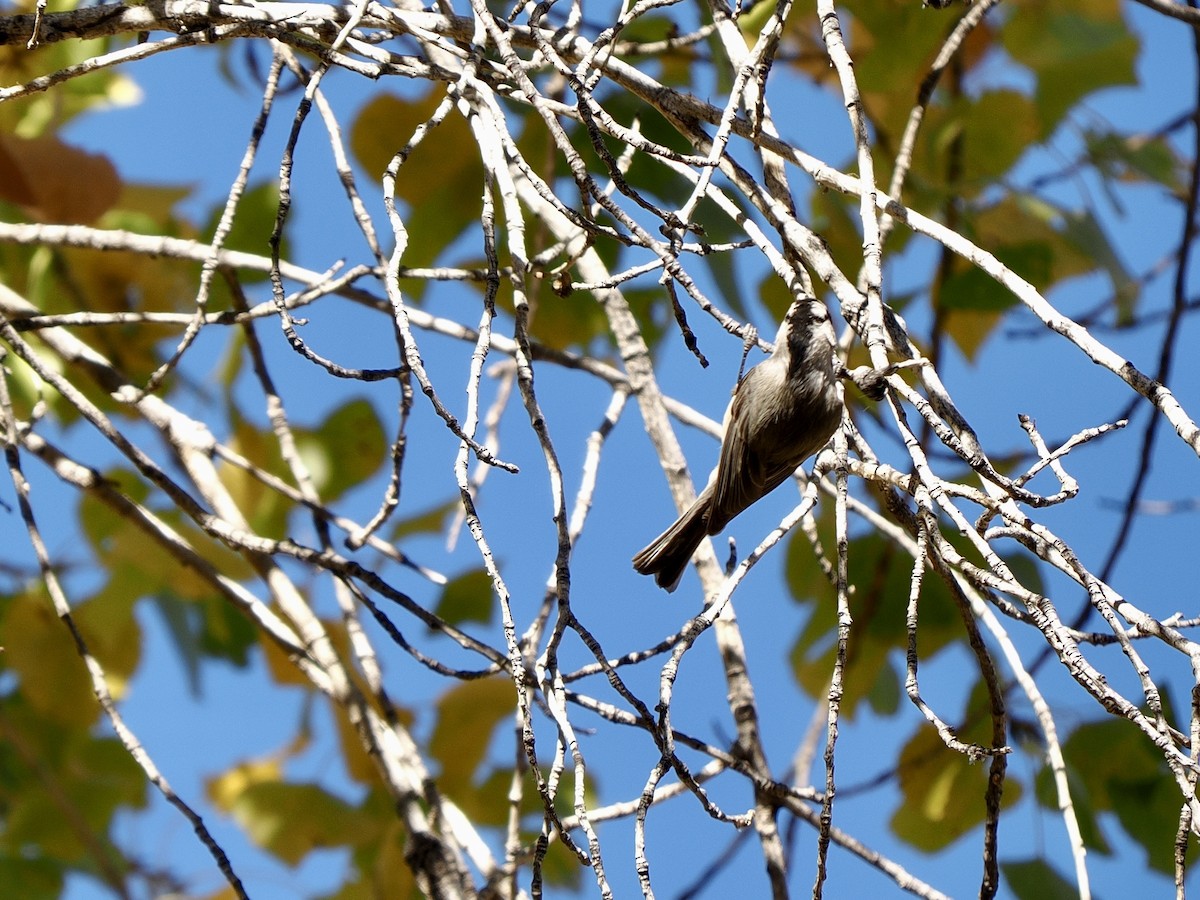 Mountain Chickadee - ML646770068