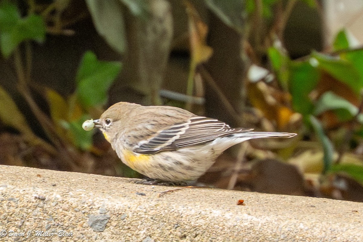 lesňáček žlutoskvrnný (ssp. auduboni) - ML646770070