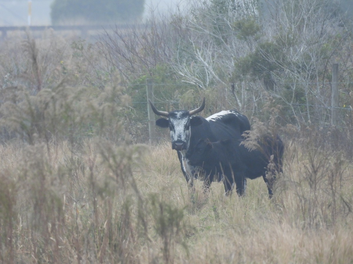 Mammals - ML646770072