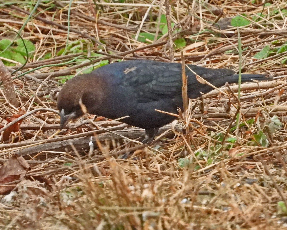 brunhodetrupial - ML646770074