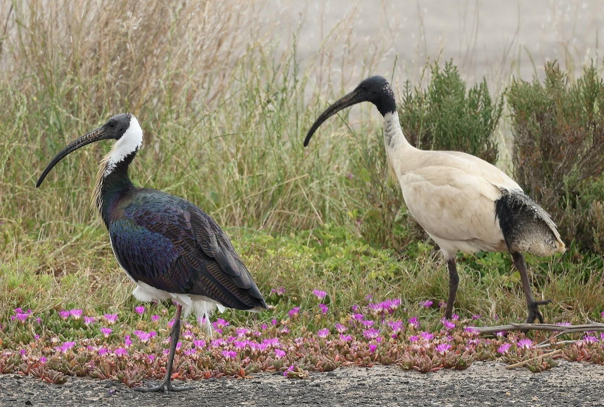 Straw-necked Ibis - ML646770075