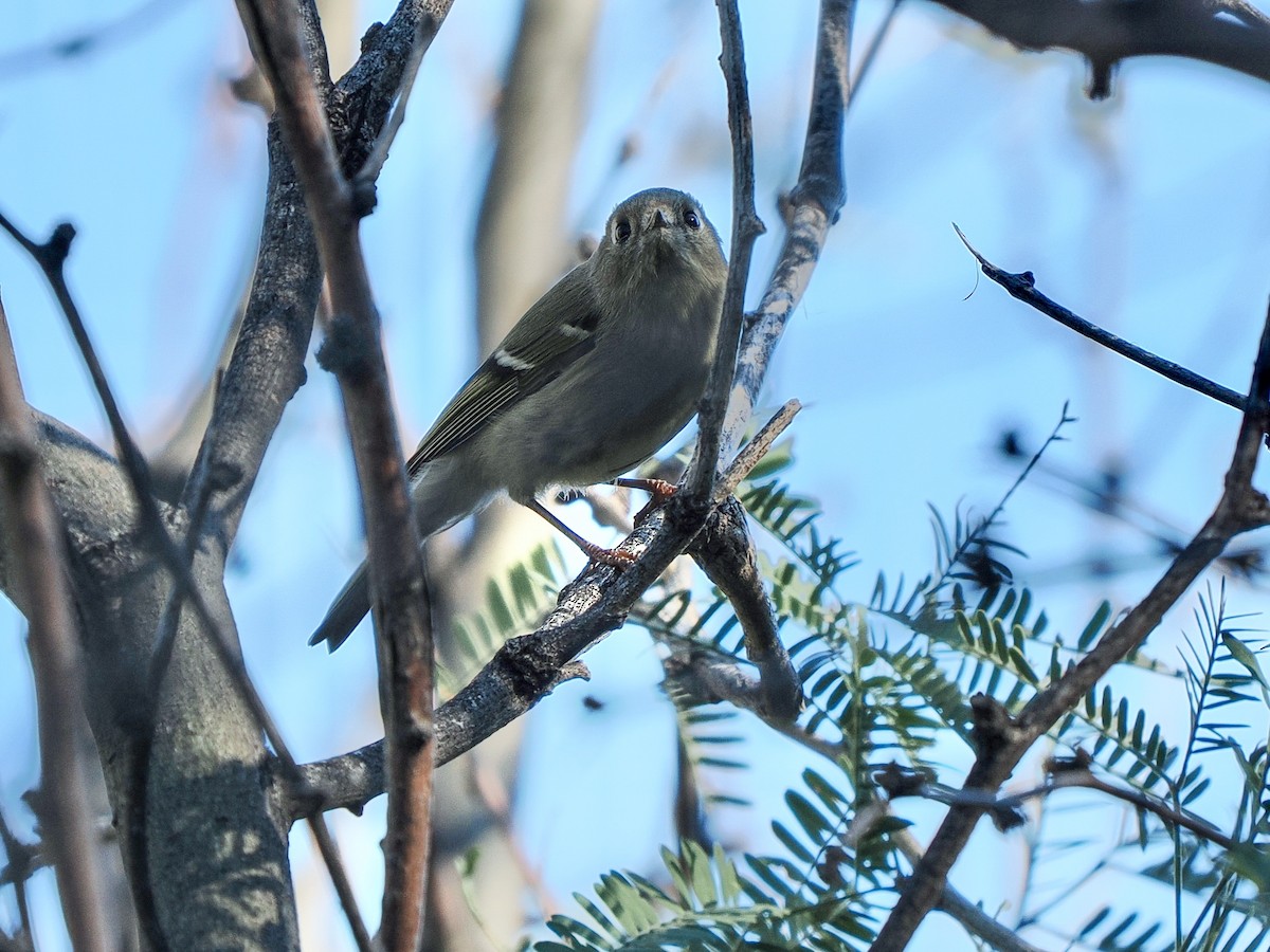 Ruby-crowned Kinglet - ML646770077
