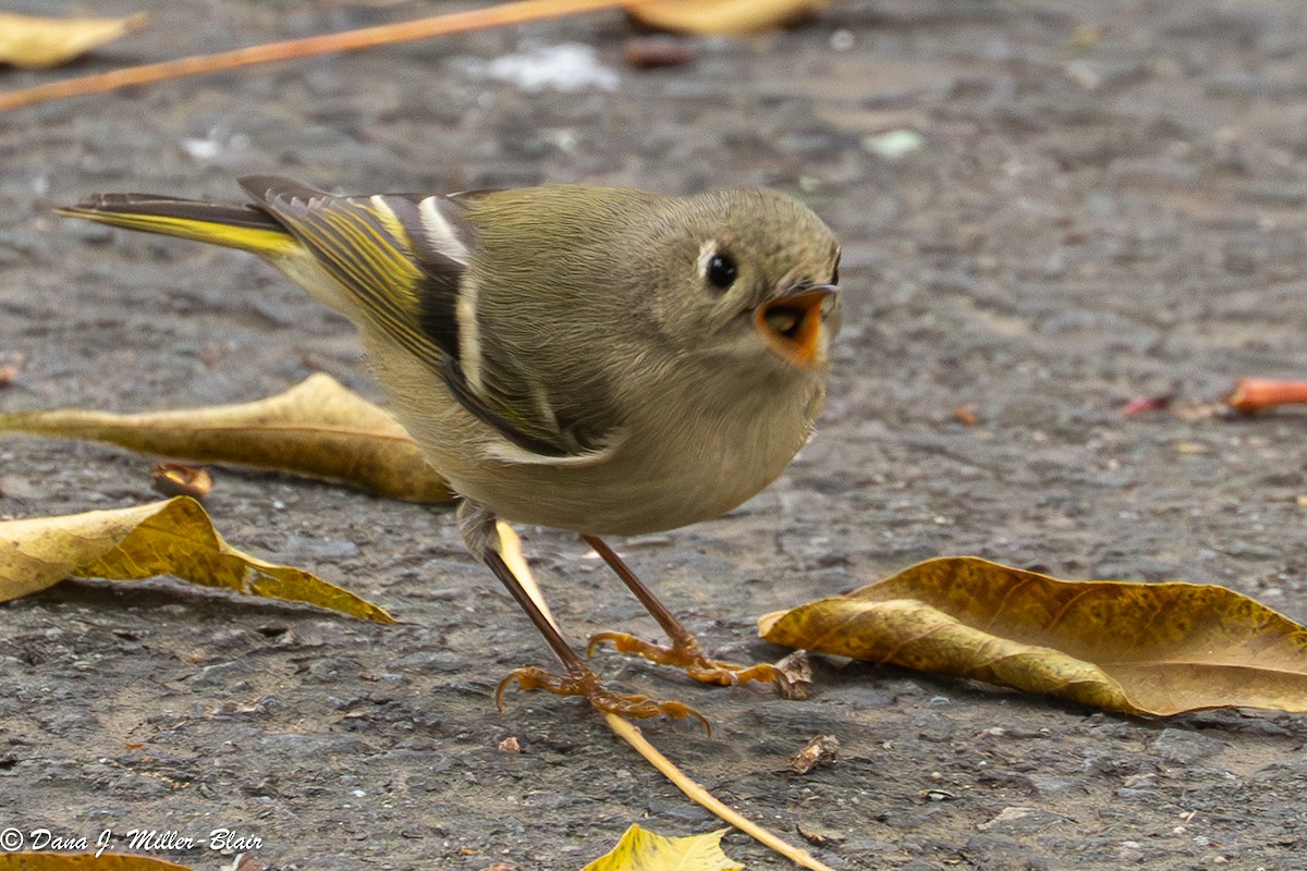 Ruby-crowned Kinglet - ML646770080