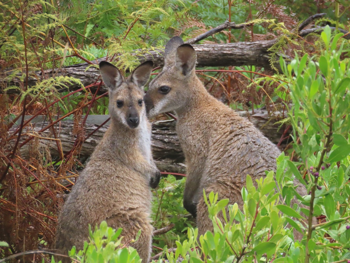 アカクビワラビー - ML646770083