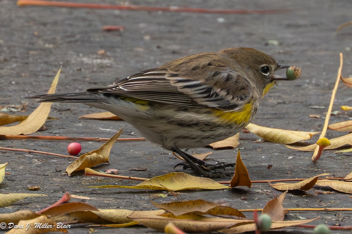 lesňáček žlutoskvrnný (ssp. auduboni) - ML646770084