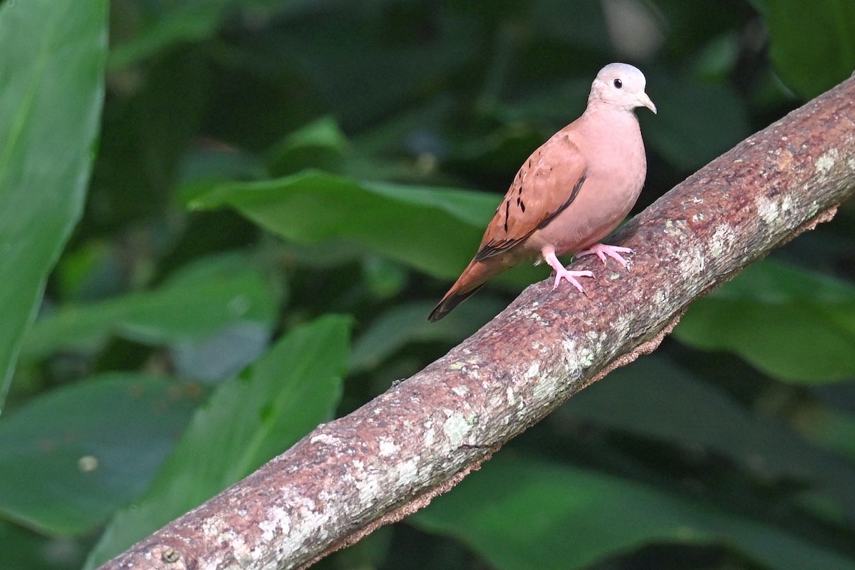 Colombe rousse - ML646770086