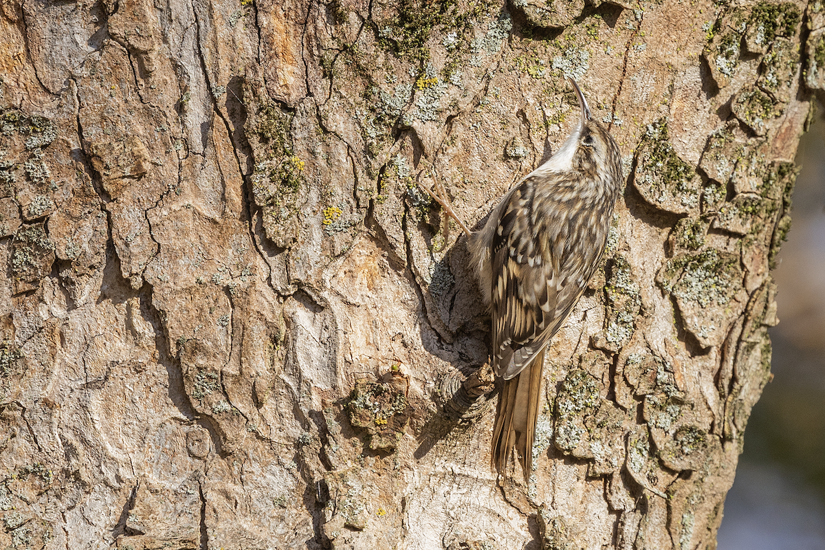 Короткопалая пищуха - ML646770087
