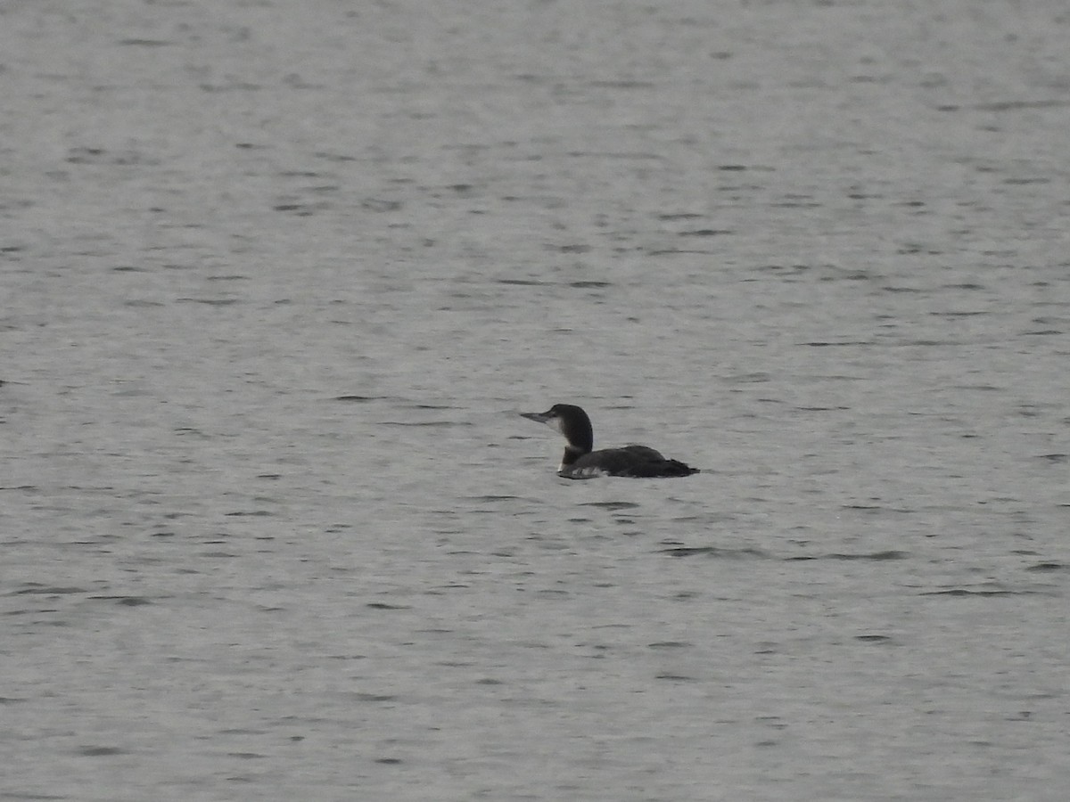 Common Loon - ML646770088