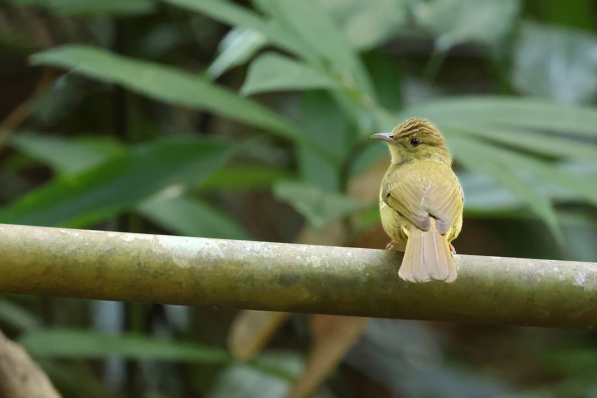 Olive Bulbul (Olive) - ML646770089