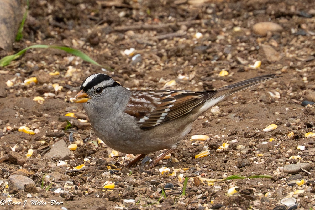 strnadec bělopásý (ssp. gambelii) - ML646770092