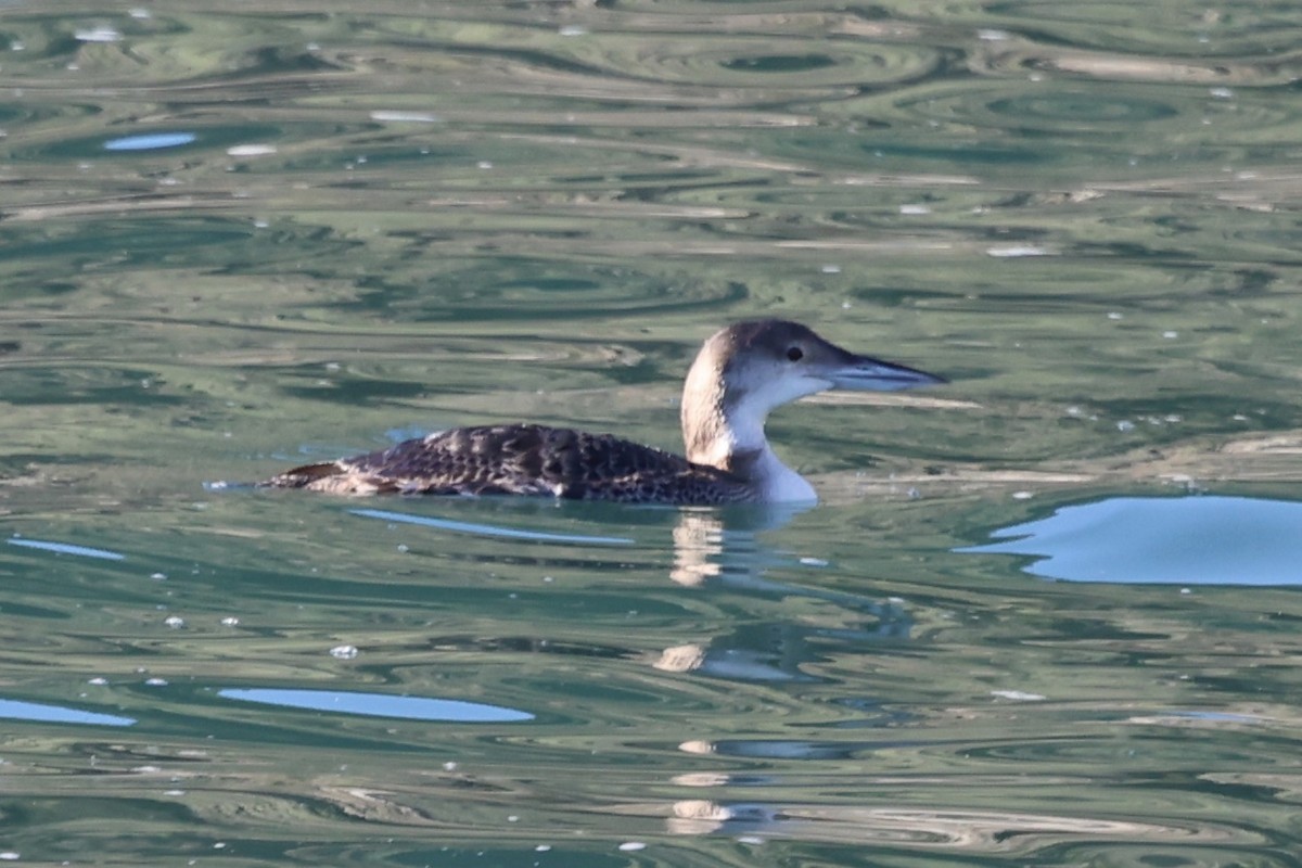 Eistaucher - ML646770093