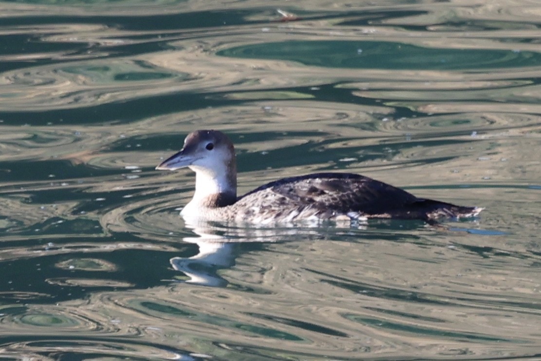 Eistaucher - ML646770095