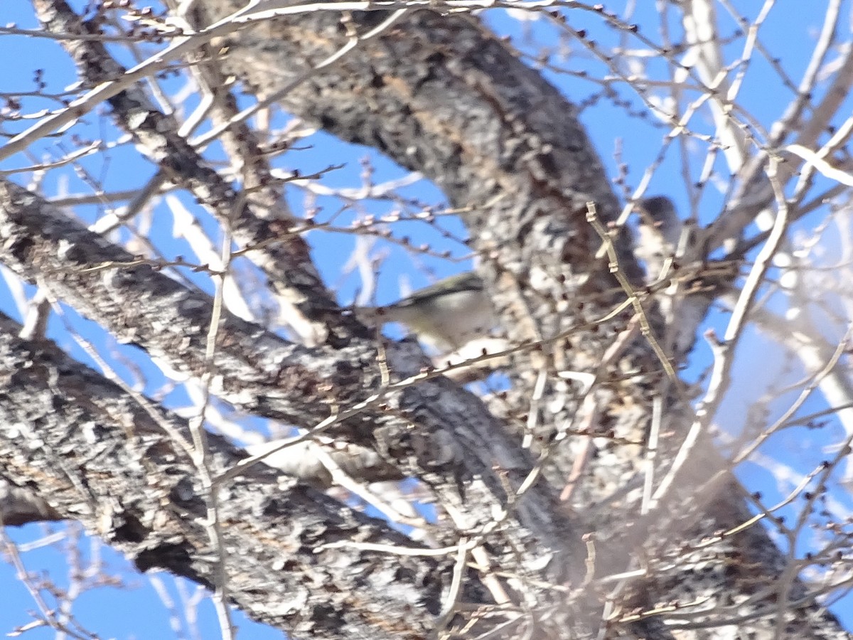 פרולה צפונית - ML646770104