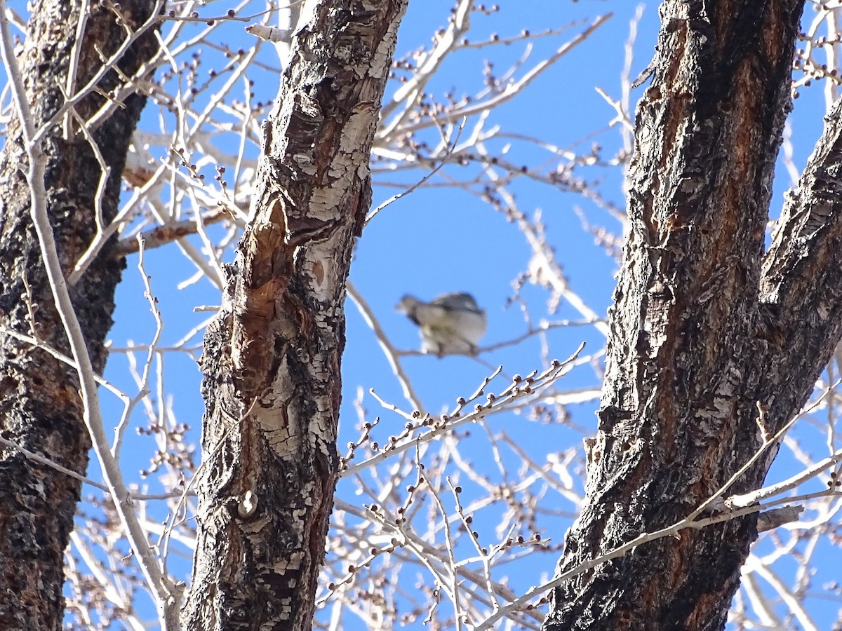 פרולה צפונית - ML646770105