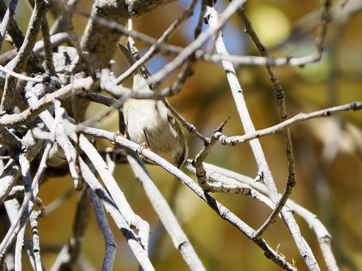 Erregetxo amerikarra - ML646770106