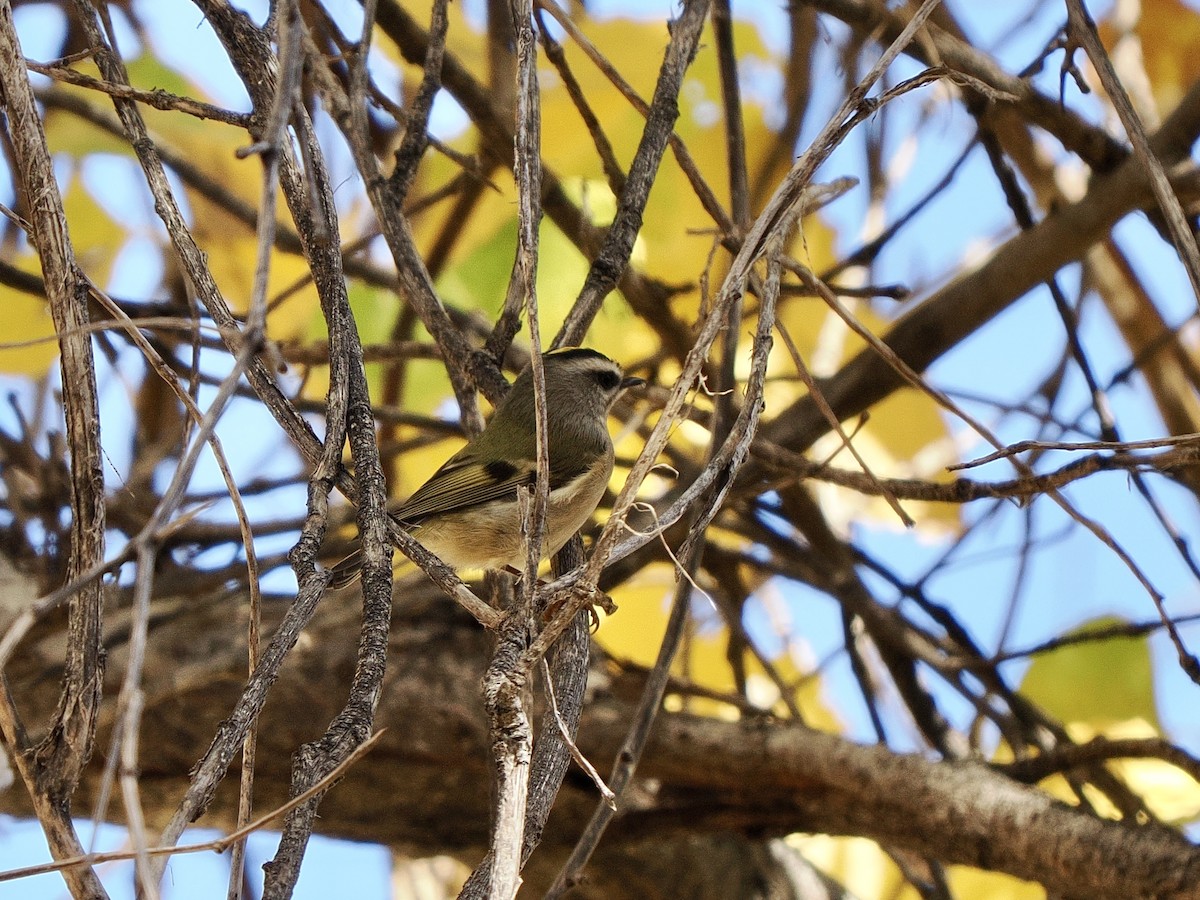 Erregetxo amerikarra - ML646770107