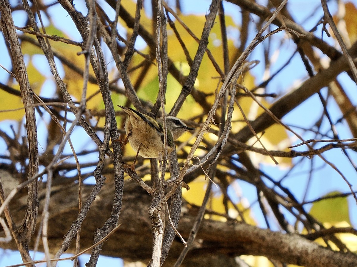 Erregetxo amerikarra - ML646770108