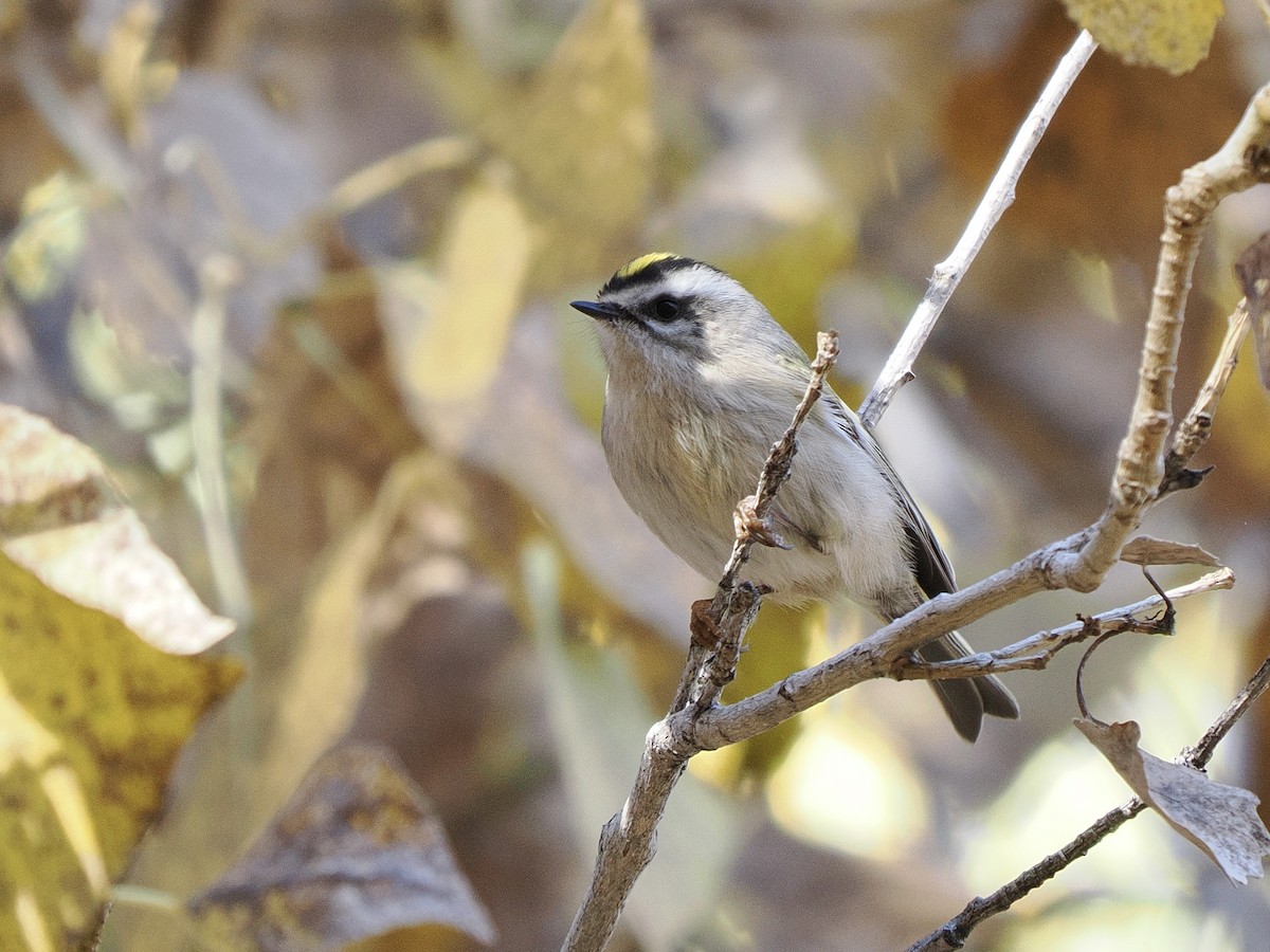 Erregetxo amerikarra - ML646770109