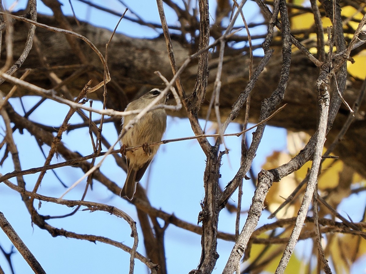Erregetxo amerikarra - ML646770110